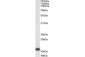 Western Blotting (WB) image for anti-Neurogranin (NRGN) (Internal Region) antibody (ABIN571065)
