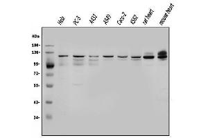 Western blot analysis of OGT using anti-OGT antibody (ABIN3043893).