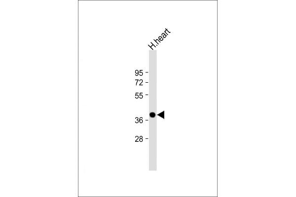 NMNAT1 Antikörper  (AA 200-232)