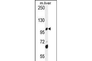 DHTKD1 Antibody (Center) (ABIN654672 and ABIN2844367) western blot analysis in mouse liver tissue lysates (35 μg/lane). (DHTKD1 Antikörper  (AA 392-421))
