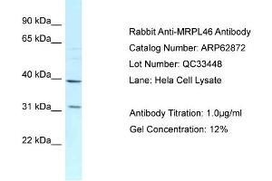 Western Blotting (WB) image for anti-Mitochondrial Ribosomal Protein L46 (MRPL46) (C-Term) antibody (ABIN2789278)