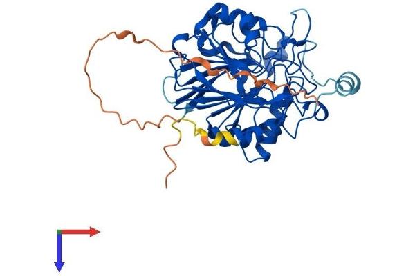 NAPEPLD Protein (AA 1-396) (His tag)