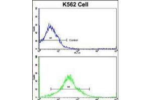 Flow cytometric analysis of K562 cells using MMP19 Antibody (bottom histogram) compared to a negative control cell (top histogram). (MMP19 Antikörper  (C-Term))