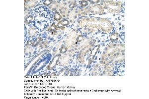 Human kidney (EZH2 Antikörper  (N-Term))