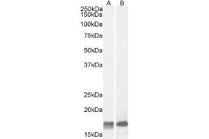 ABIN571062 (2µg/ml) staining of Mouse (A) and Rat (B) Brain lysate (35µg protein in RIPA buffer). (GAL Antikörper  (Internal Region))