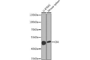 Western blot analysis of extracts of various cell lines, using CSK Rabbit pAb (ABIN7265975) at 1:1000 dilution. (CSK Antikörper  (AA 1-200))