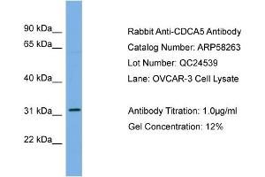 WB Suggested Anti-CDCA5  Antibody Titration: 0.