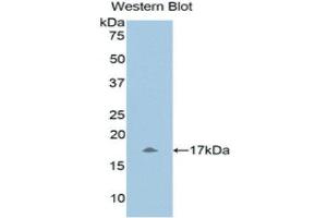 Western Blotting (WB) image for anti-Urocortin 3 (UCN3) (AA 22-161) antibody (ABIN1860902) (UCN3 Antikörper  (AA 22-161))