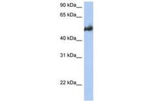 Image no. 1 for anti-BCL2-Associated Athanogene 3 (BAG3) (AA 215-264) antibody (ABIN6743472) (BAG3 Antikörper  (AA 215-264))