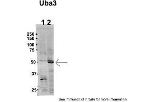 Sample Type: 1. (UBA3 Antikörper  (N-Term))