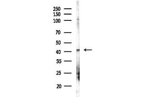 Western blot analysis of lysates from Hela cells(starvation,24h treatment), using GN Antibody at 1/1000 dilution.