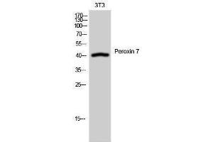 Western Blotting (WB) image for anti-Peroxisomal Biogenesis Factor 7 (PEX7) (Internal Region) antibody (ABIN3186407) (PEX7 Antikörper  (Internal Region))