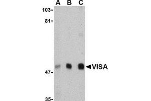 Western blot analysis of VISA in A20 cell lysate with this product at (A) 0. (MAVS Antikörper  (N-Term))