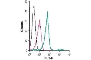 Cell surface detection of LPA receptor 2 in live intact human THP-1 monocytic leukemia cells: (black line) Cells. (EDG4 Antikörper  (Extracellular) (FITC))