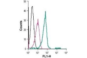 Cell surface detection of LPA receptor 2 in live intact human THP-1 monocytic leukemia cells: (black line) Cells. (EDG4 Antikörper  (Extracellular, N-Term) (FITC))