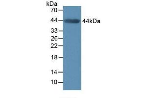 Detection of MMP3 in Mouse Muscle Tissue using Polyclonal Antibody to Matrix Metalloproteinase 3 (MMP3) (MMP3 Antikörper  (AA 100-477))