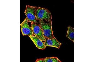 Immunofluorescence analysis of Hela cells using CD85G mouse mAb (green). (LILRA4 Antikörper  (AA 24-178))