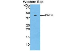 Western Blotting (WB) image for anti-Bone Morphogenetic Protein 2 (BMP2) (AA 283-396) antibody (ABIN1858151) (BMP2 Antikörper  (AA 283-396))