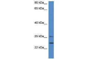 Western Blot showing YWHAB antibody used at a concentration of 1. (YWHAB Antikörper  (Middle Region))