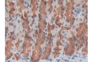 Used in DAB staining on fromalin fixed paraffin- embedded spleen tissue (GDF3 Antikörper  (AA 253-366))