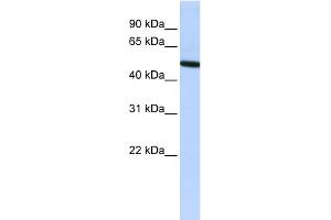 WB Suggested Anti-VTN Antibody Titration: 0. (Vitronectin Antikörper  (N-Term))