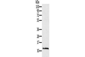 Gel: 12 % SDS-PAGE, Lysate: 40 μg, Lane: Mouse skin tissue, Primary antibody: ABIN7193125(Ly6a Antibody) at dilution 1/200, Secondary antibody: Goat anti rabbit IgG at 1/8000 dilution, Exposure time: 2 minutes (Sca-1/Ly-6A/E Antikörper)