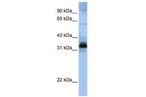 WB Suggested Anti-SFRS2B Antibody Titration:  0. (SFRS2B Antikörper  (Middle Region))