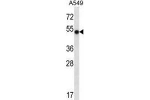 Western blot analysis in A549 cell line lysates (35ug/lane) using NFIC  Antibody . (NFIC Antikörper  (Middle Region))