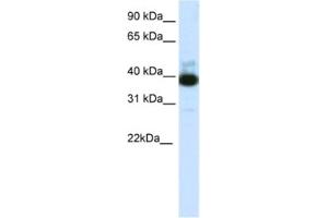 Western Blotting (WB) image for anti-Tetratricopeptide Repeat Domain 19 (TTC19) antibody (ABIN2462033) (TTC19 Antikörper)