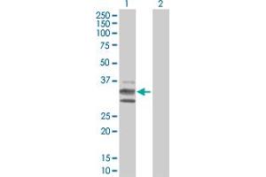Lane 1: KITLG transfected lysate ( 27. (KITLG 293T Cell Transient Overexpression Lysate(Denatured))