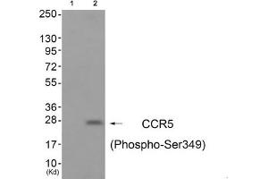 Western blot analysis of extracts from A549 cells (Lane 2), using CCR5 (Phospho-Ser349) Antibody. (CCR5 Antikörper  (pSer349))