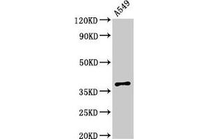 Western Blot Positive WB detected in: A549 whole cell lysate All lanes: PAQR5 antibody at 2. (PAQR5 Antikörper  (AA 1-51))