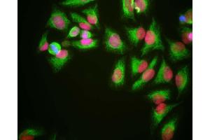 HeLa cells grown in tissue culture and stained with ABIN1580427 (red), chicken polyclonal antibody to Vimentin CPCA-VIM (green) and DNA (blue). (HMGB1 Antikörper)