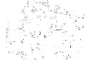 Immunocytochemistry (ICC) image for anti-CD276 (CD276) (C-Term) antibody (ABIN7455195)