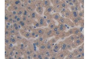 IHC-P analysis of Mouse Liver Tissue, with DAB staining. (Caspase 12 Antikörper  (AA 1-413))