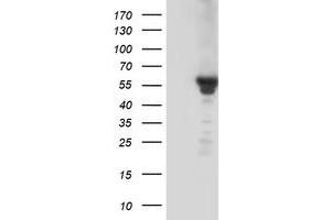 Western Blotting (WB) image for anti-Potassium Inwardly-Rectifying Channel, Subfamily J, Member 3 (KCNJ3) (AA 279-501) antibody (ABIN1491310) (KCNJ3 Antikörper  (AA 279-501))
