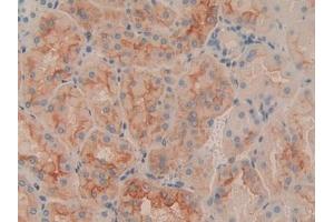 Immunohistochemistry (IHC) image for anti-CD90 (THY1) (AA 20-133) antibody (ABIN7437497)