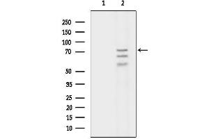 anti-ProSAP-Interacting Protein 1 (PROSAPIP1) antibody