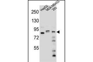KI Antibody (Center) (ABIN654704 and ABIN2844396) western blot analysis in HepG2,MDA-M,293 cell line lysates (35 μg/lane). (KANSL3 Antikörper  (AA 398-427))
