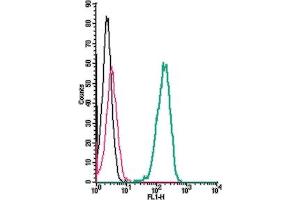 Cell surface detection of Prokineticin receptor 2 by indirect flow cytometry in live intact human  monocytic leukemia cells:  + goat-anti-rabbit-FITC.
