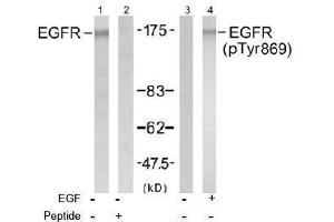 Image no. 1 for anti-Epidermal Growth Factor Receptor (EGFR) (Tyr869) antibody (ABIN197465) (EGFR Antikörper  (Tyr869))