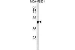 YAP Antibody western blot analysis in MDA-MB231 cell line lysates (35 µg/lane). (YAP1 Antikörper  (Middle Region))