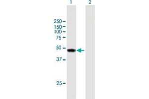 Western Blot analysis of TYW1 expression in transfected 293T cell line by TYW1 MaxPab polyclonal antibody. (TYW1 Antikörper  (AA 1-384))
