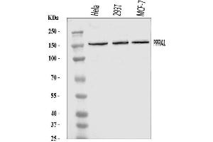 Western blot analysis of PPFIA1 using anti-PPFIA1 antibody (ABIN7600454).