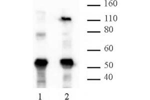 HIRA mAb (Clone WC119. (HIRA Antikörper  (AA 421-729))