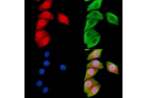 ABIN6266100 and ABIN6278545 staining Hela cells by IF/ICC. (ZNF598 Antikörper  (N-Term))