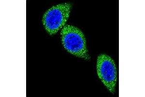 Immunofluorescence (IF) image for anti-Argininosuccinate Synthase 1 (ASS1) (AA 192-221) antibody (ABIN3030022)