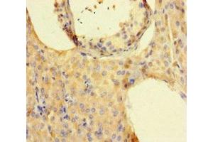 Immunohistochemistry of paraffin-embedded human testis tissue using ABIN7157130 at dilution of 1:100 (ISPD Antikörper  (AA 1-264))