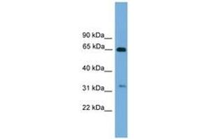 Image no. 1 for anti-UBX Domain Protein 10 (UBXN10) (AA 71-120) antibody (ABIN6745008) (UBXN10 Antikörper  (AA 71-120))