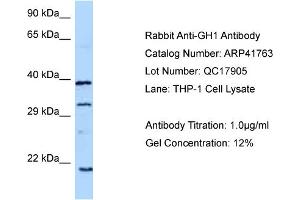 WB Suggested Anti-GH1 Antibody   Titration: 1. (Growth Hormone 1 Antikörper  (C-Term))